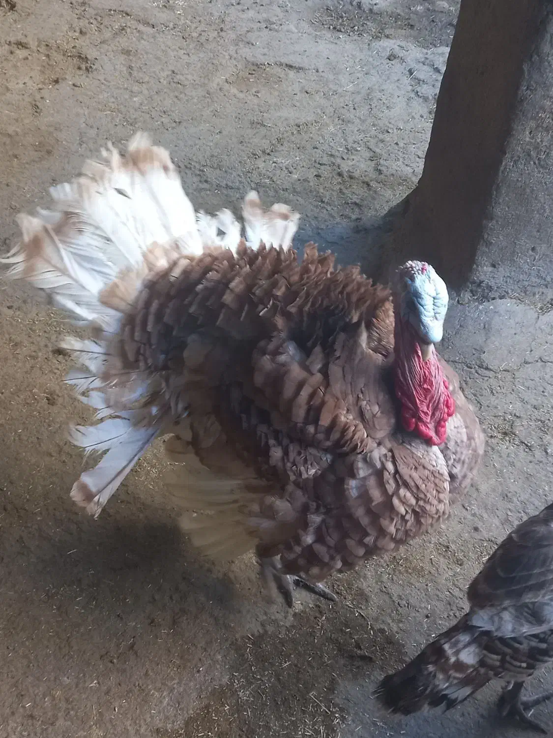 بوقلمون|حیوانات مزرعه|سیلاخور, |دیوار