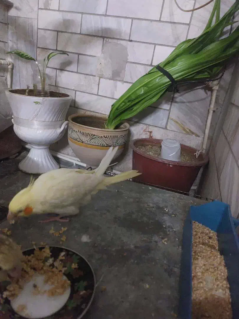 فروش یک جفت عروس هلندی|پرنده|بروجرد, |دیوار