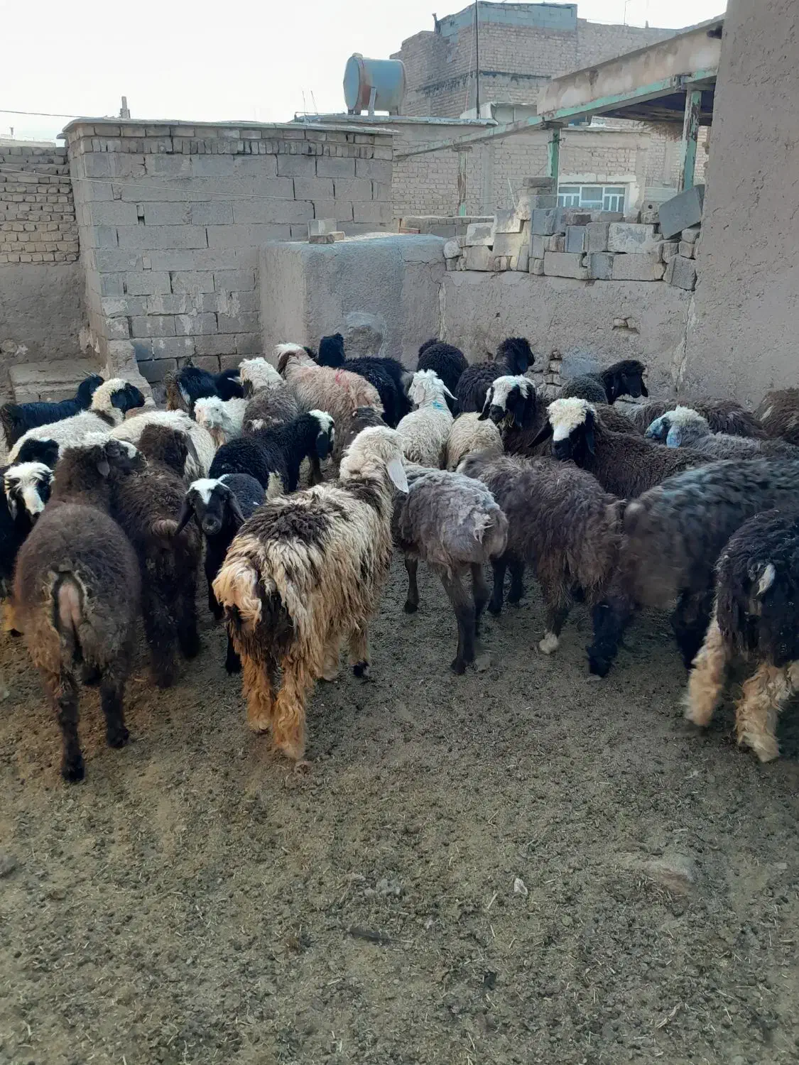 ۳۰راس بره ماده شیرخورده|حیوانات مزرعه|مرودشت, کناره|دیوار