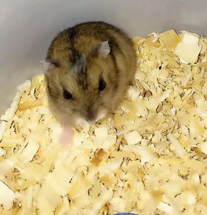 همستر|موش و خرگوش|مهریز, |دیوار