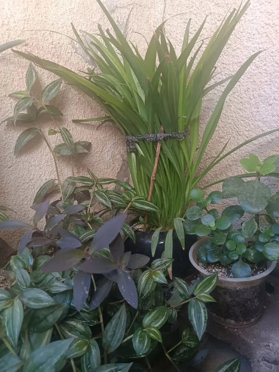 گلهای آپارتمانی|گل و گیاه طبیعی|کرمانشاه, |دیوار