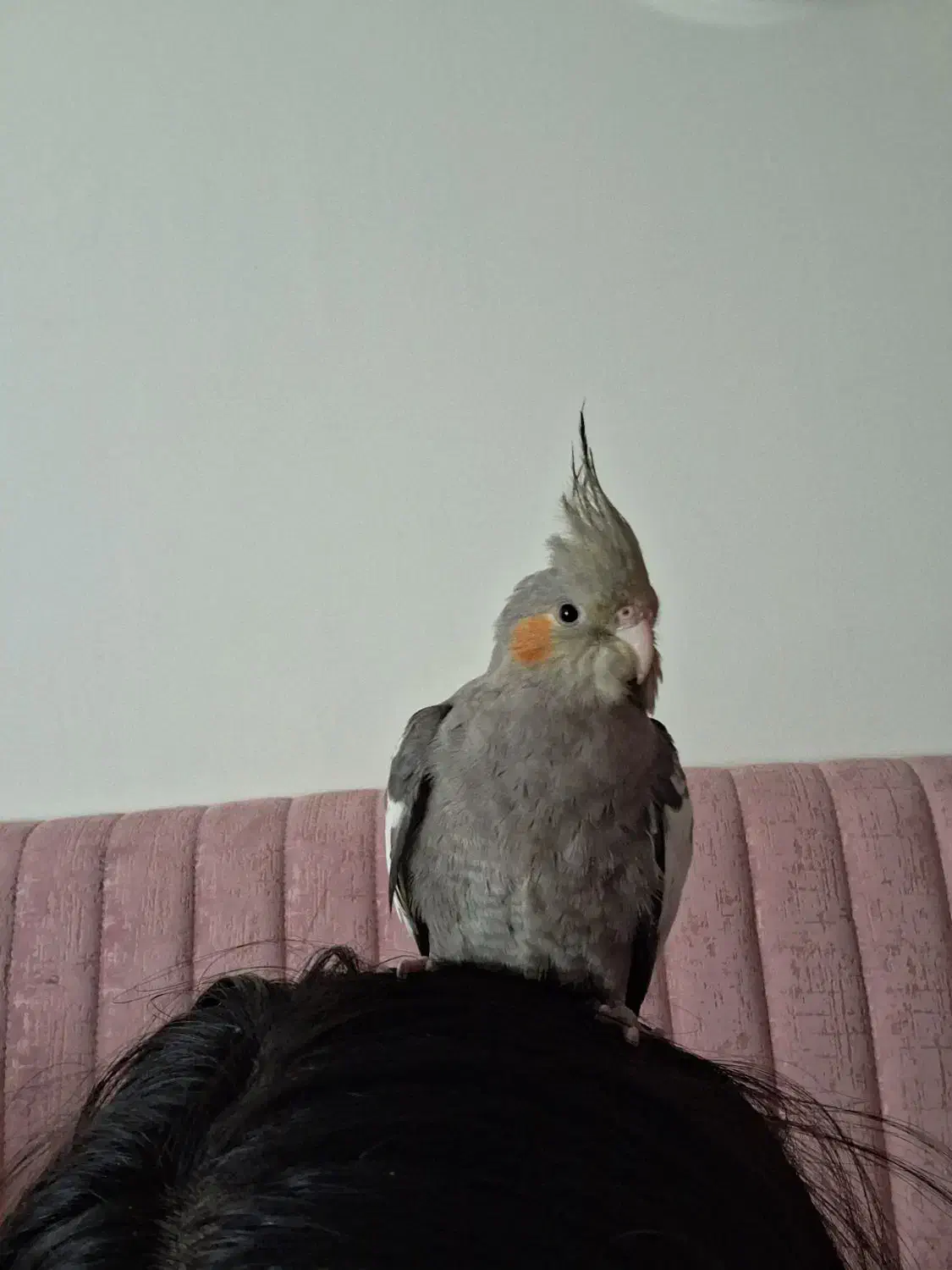 عروس نر|پرنده|محمدشهر, شهرک پیام (مهرالبرز)|دیوار