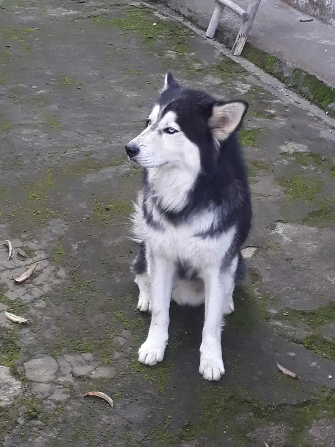 واگذاری هاسکی|سگ|املش, |دیوار