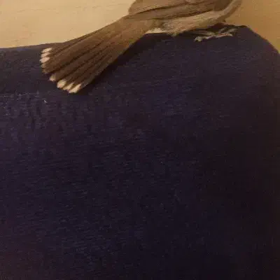 قناری اهوازی|پرنده|فولادشهر, B1|دیوار