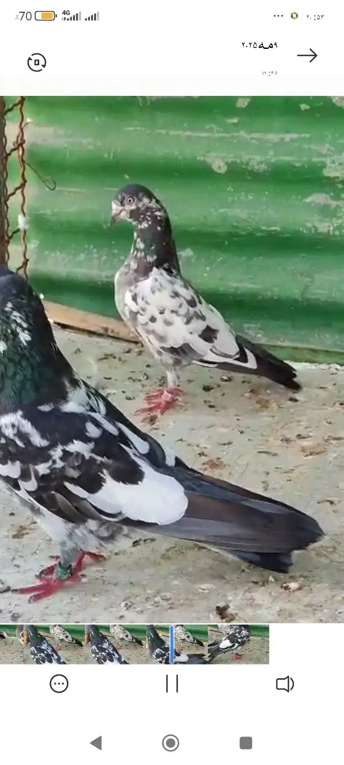 کبوتر پرشی|پرنده|سامان, |دیوار