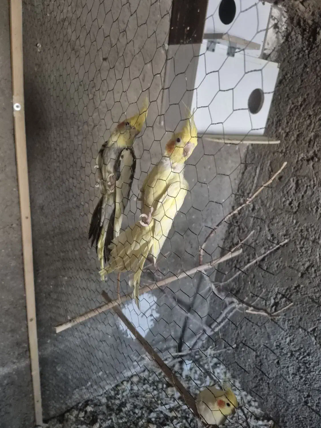 عروس هلندی|پرنده|قائن, |دیوار