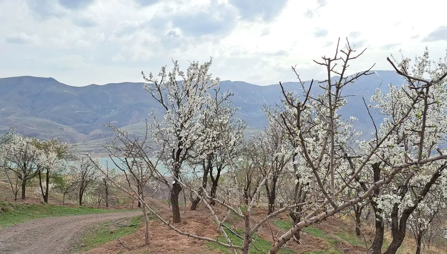 طالقان ۶ هکتار مناسب ویلا سازی|فروش زمین و ملک کلنگی|طالقان, |دیوار