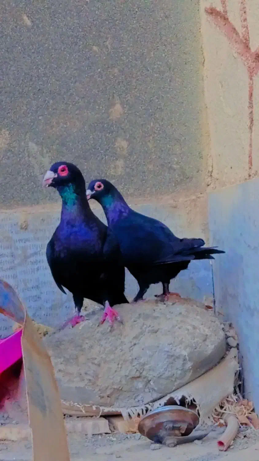 زاغ کرمانی  و تهرونی|پرنده|مشهد, شهرک مهرگان|دیوار