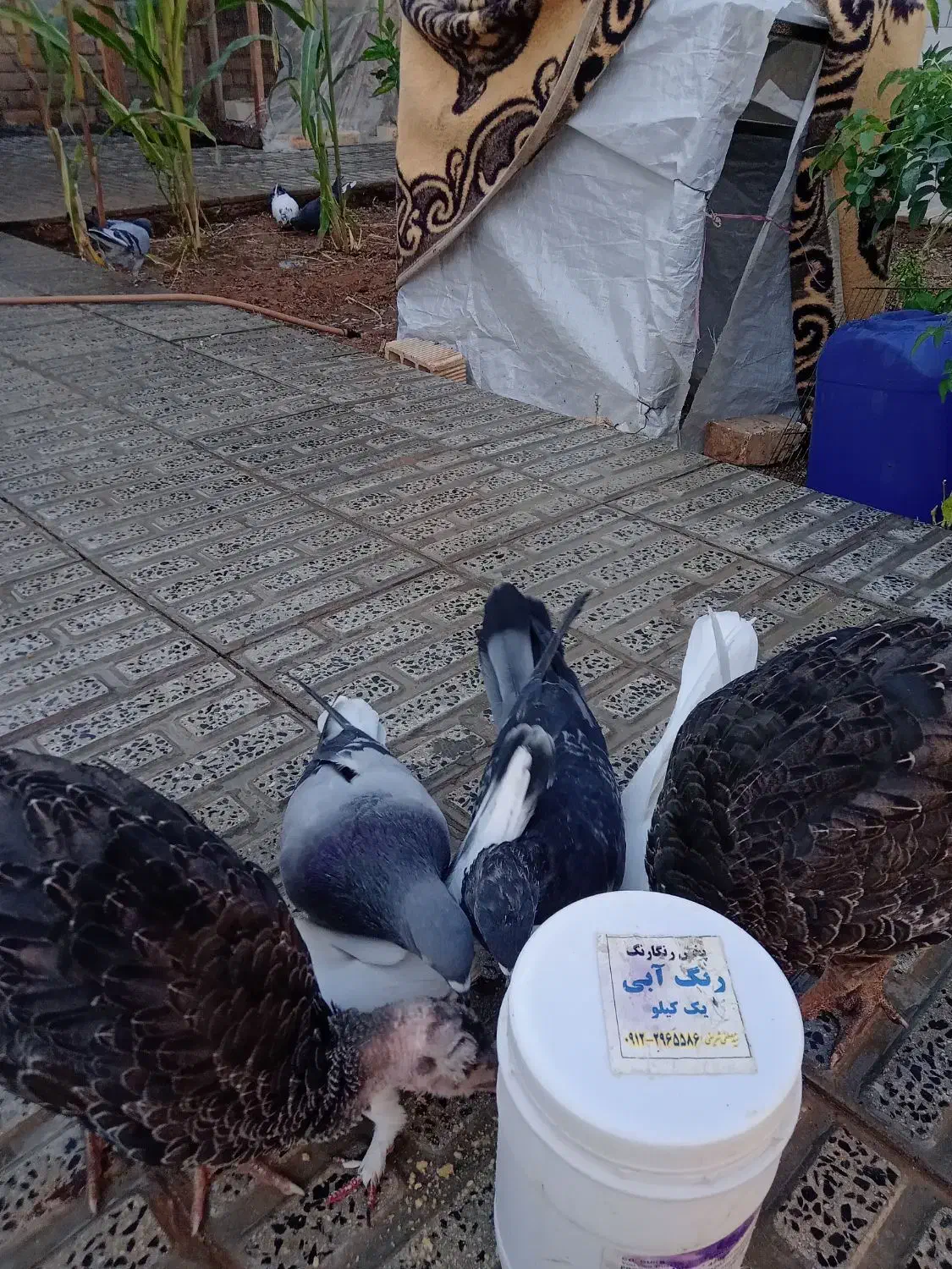 یوقلمون ۵ماه|حیوانات مزرعه|شهرکرد, |دیوار