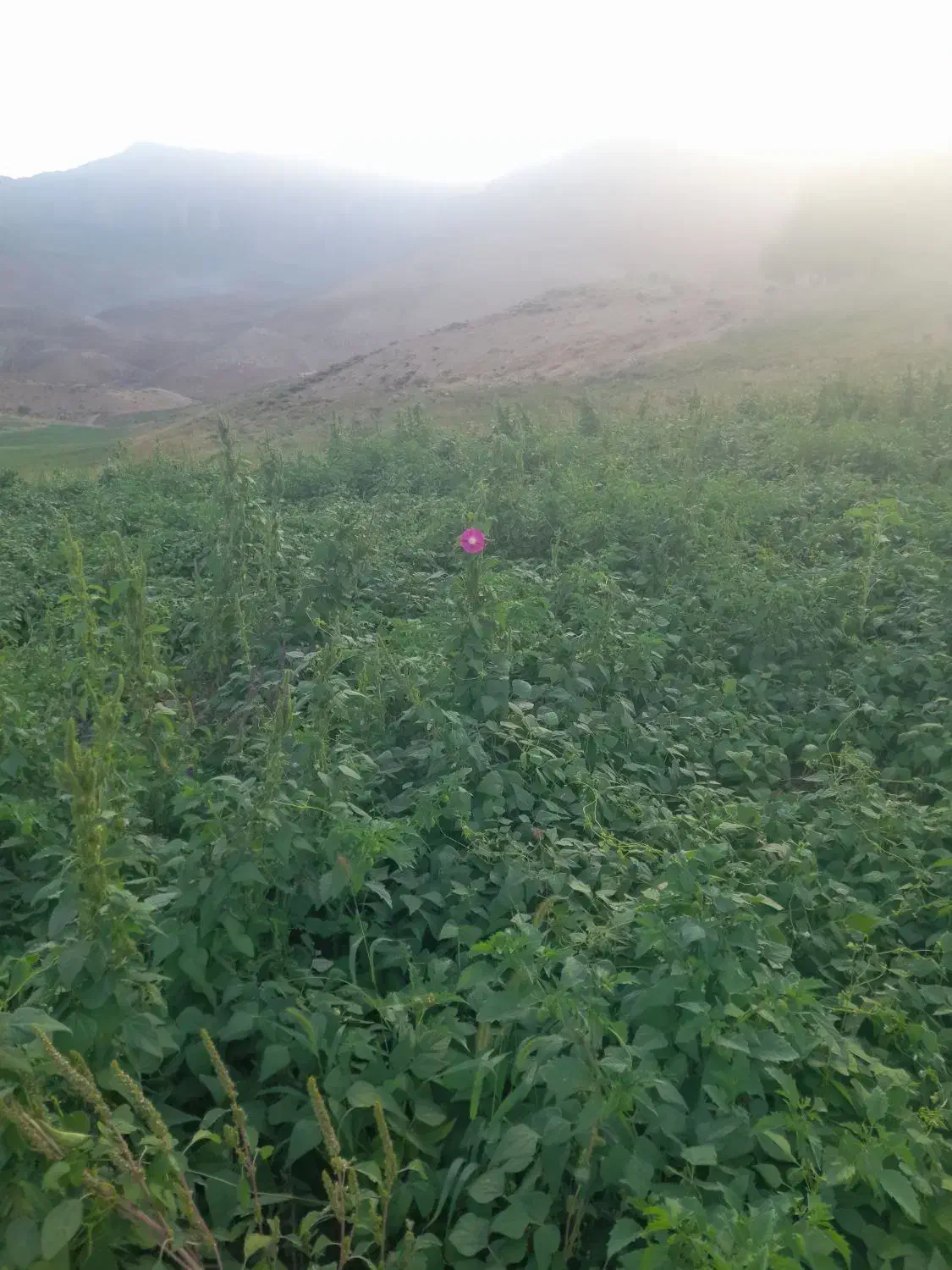 لوبیا حراج حراج|خوردنی و آشامیدنی|لالی, |دیوار