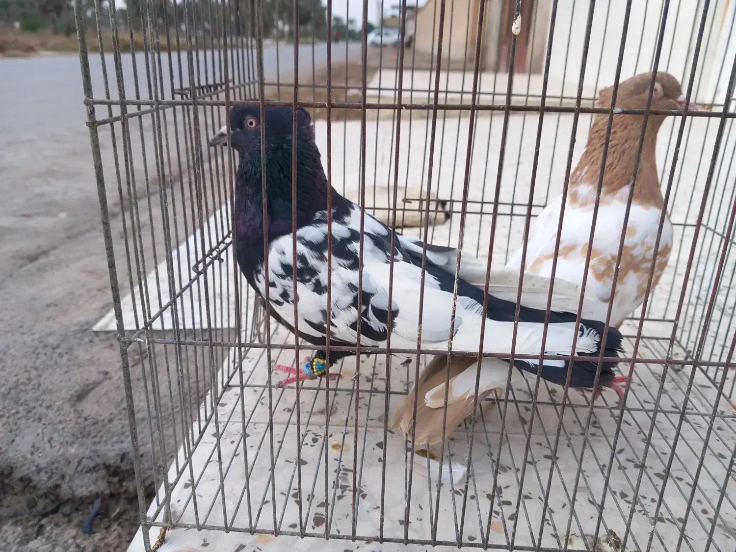 شیبان|پرنده|باوی, |دیوار