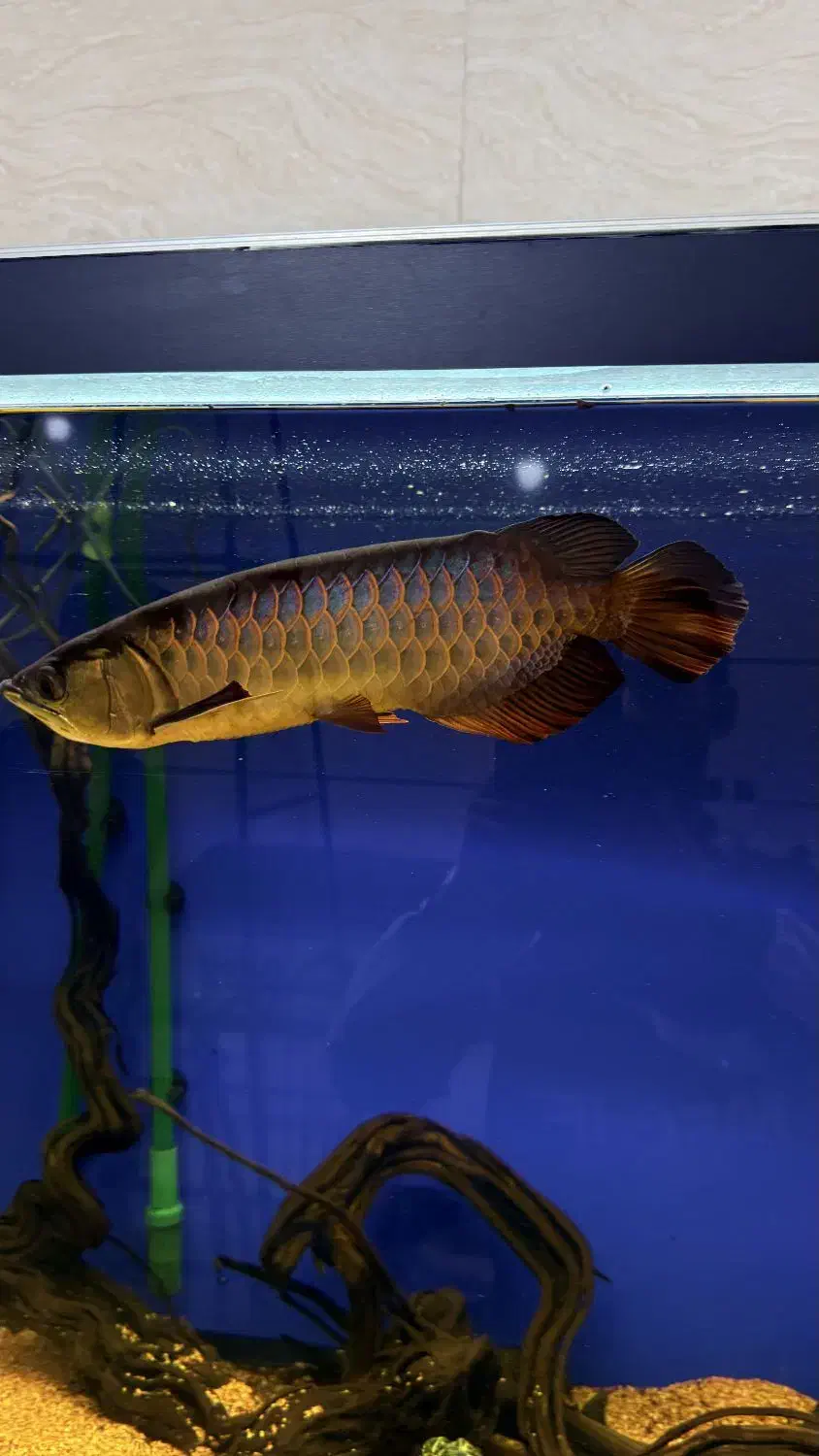 آروانا گلدن های بک.|ماهی|قزوین, |دیوار