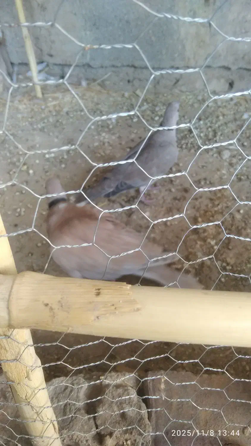 کبوتر خانگی|پرنده|کرباسک, |دیوار