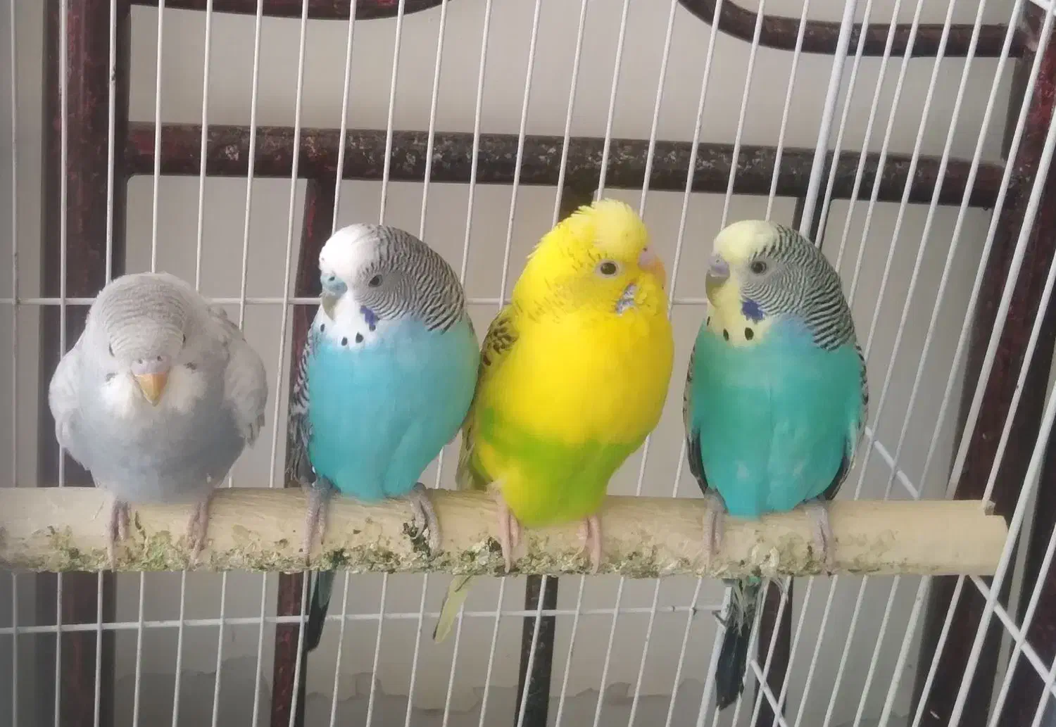 مرغ عشق نژاد هلندی دانه ۲۰۰هزارتومان|پرنده|تربتحیدریه, فردوسی جنوبی|دیوار