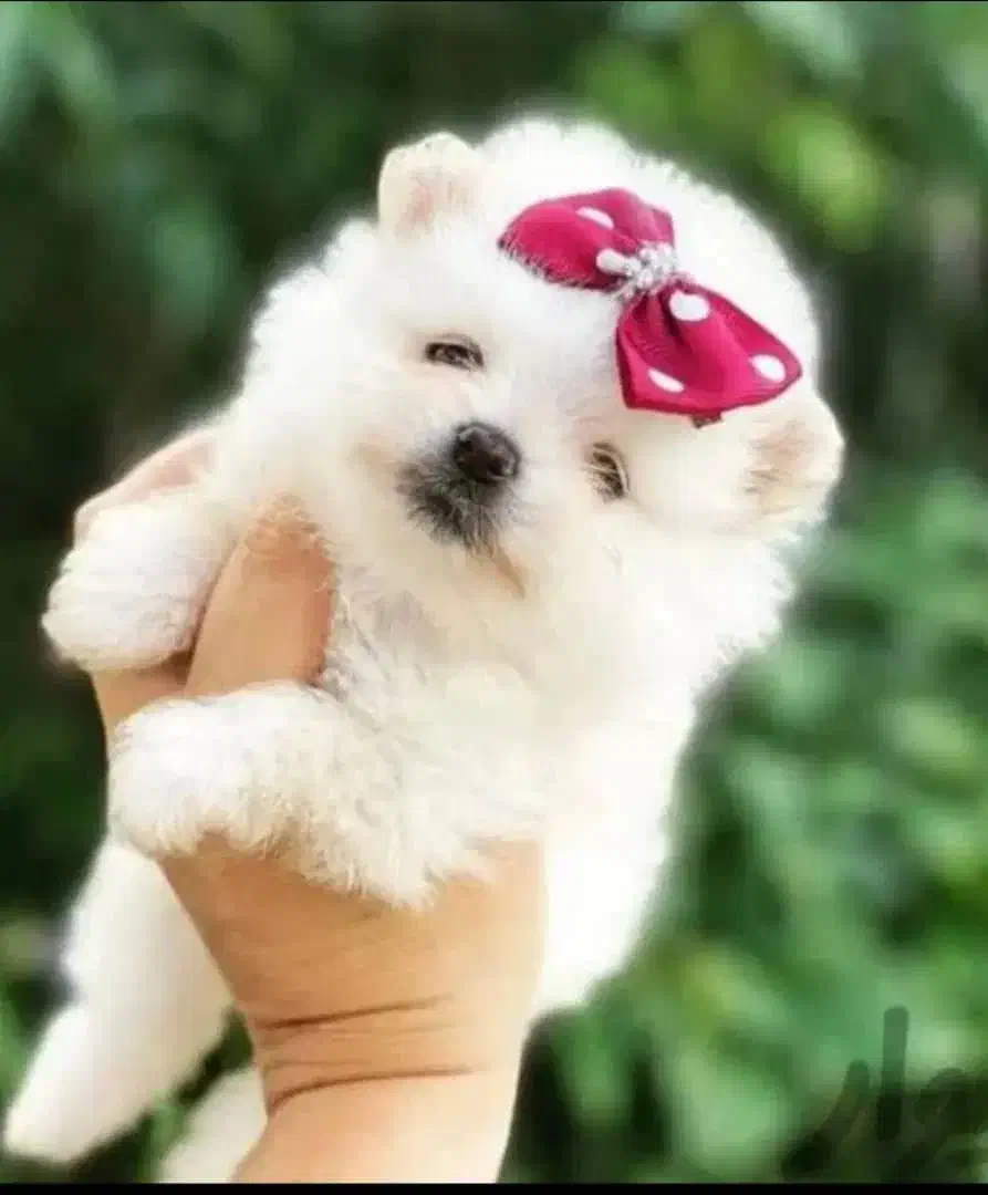 توله پامرانین خرسی|سگ|شیراز, شاپورجان|دیوار