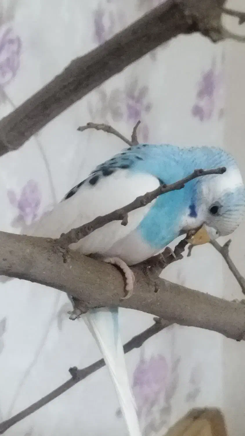 فروش جفت مرغ عشق مولد|پرنده|تهران, اوقاف|دیوار