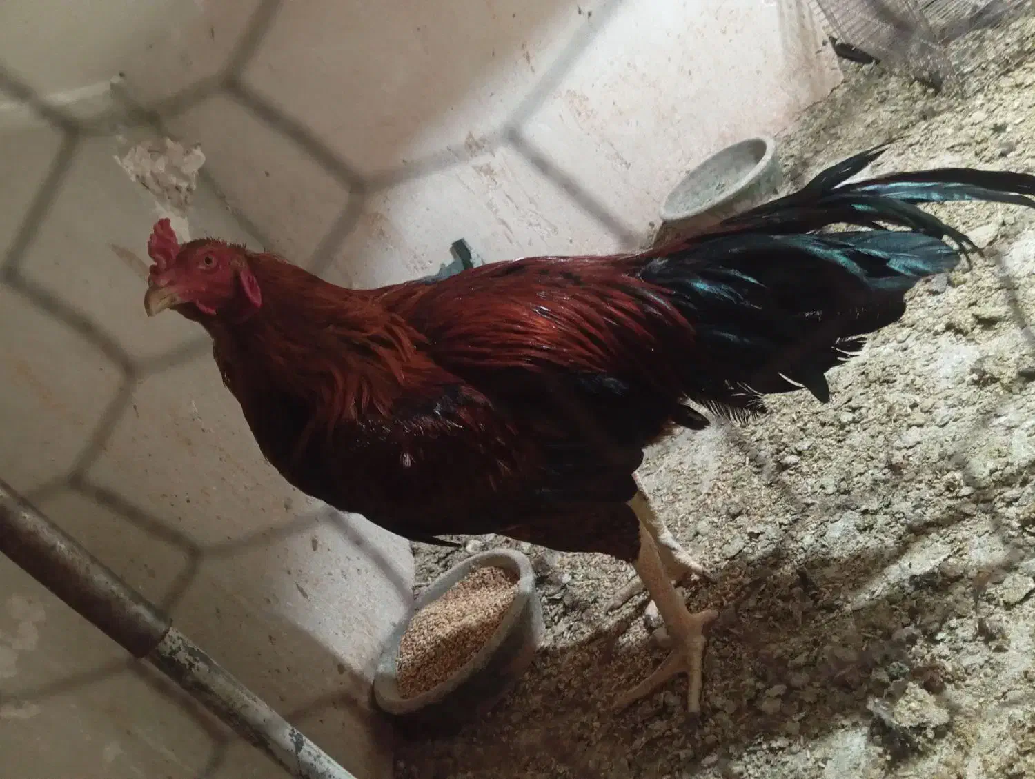 خروس|حیوانات مزرعه|قم, نوبهار|دیوار