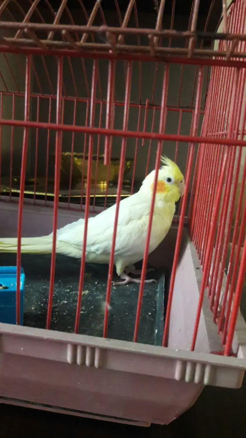 عروس هلندی|پرنده|خمین, |دیوار