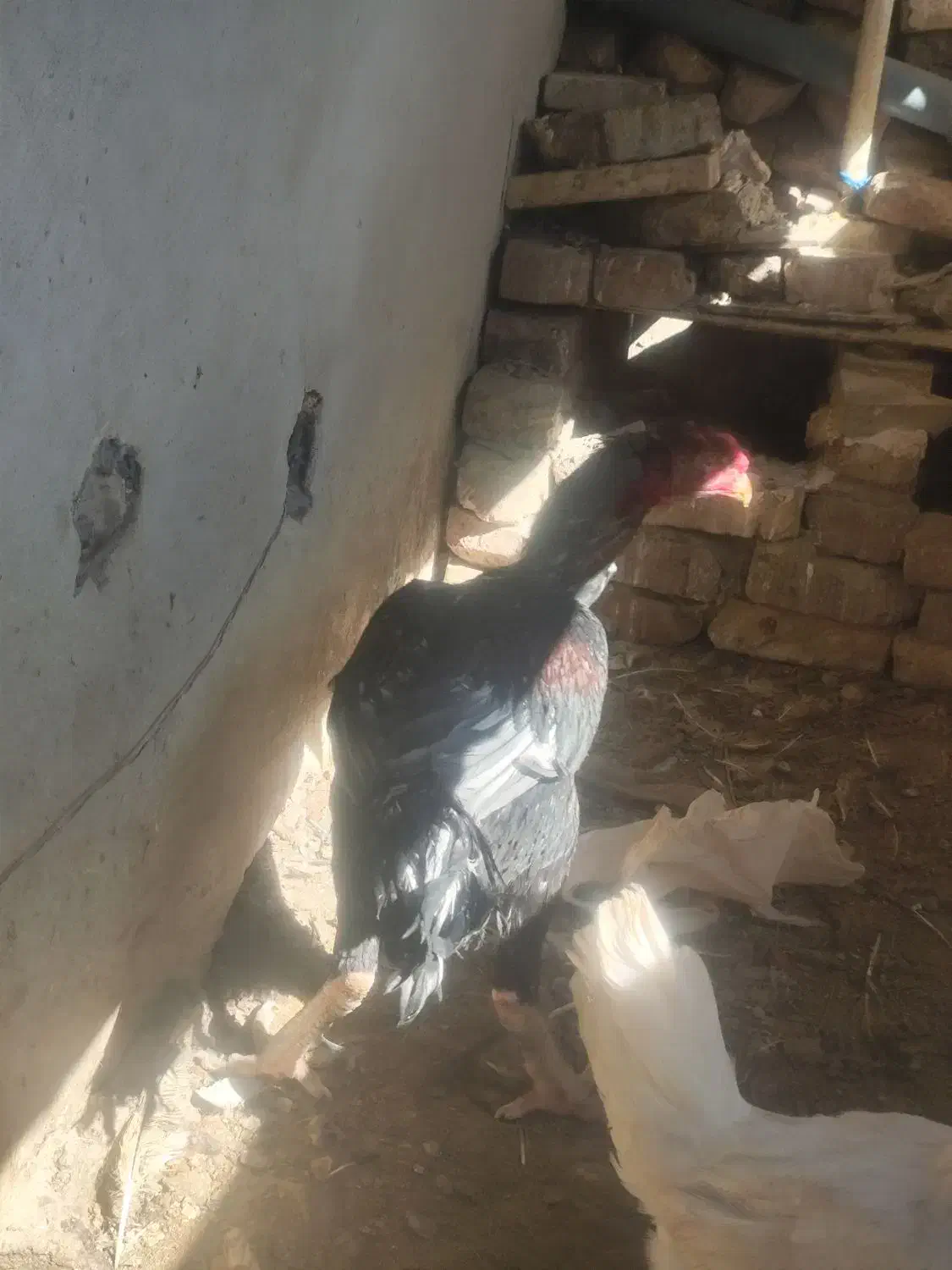 خروس لاری|حیوانات مزرعه|زاهدان, |دیوار