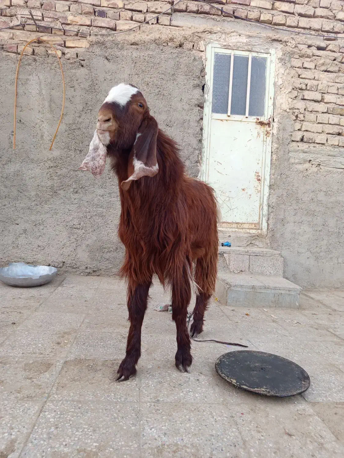 بز نر|حیوانات مزرعه|هامون, |دیوار