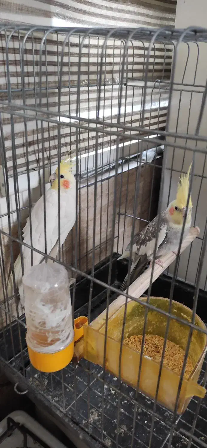 عروس هلندی|پرنده|نسیم‌شهر, |دیوار