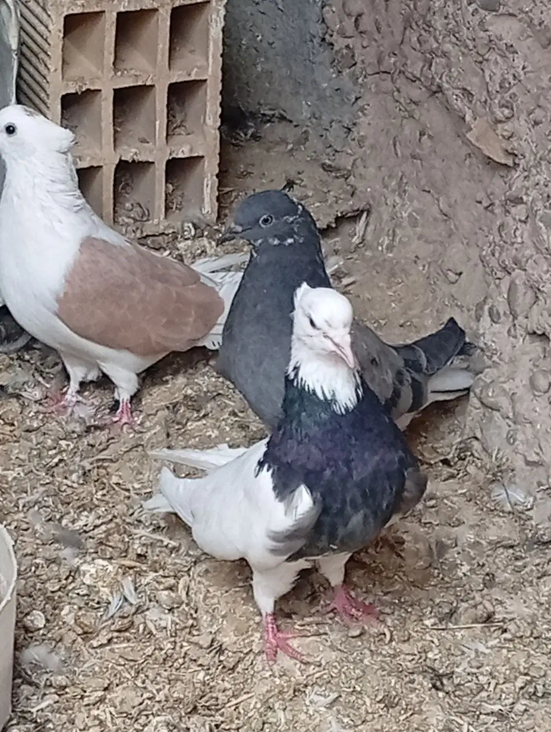 سه عدد کبوتر ویک ماه طوقی|پرنده|دهاقان, |دیوار