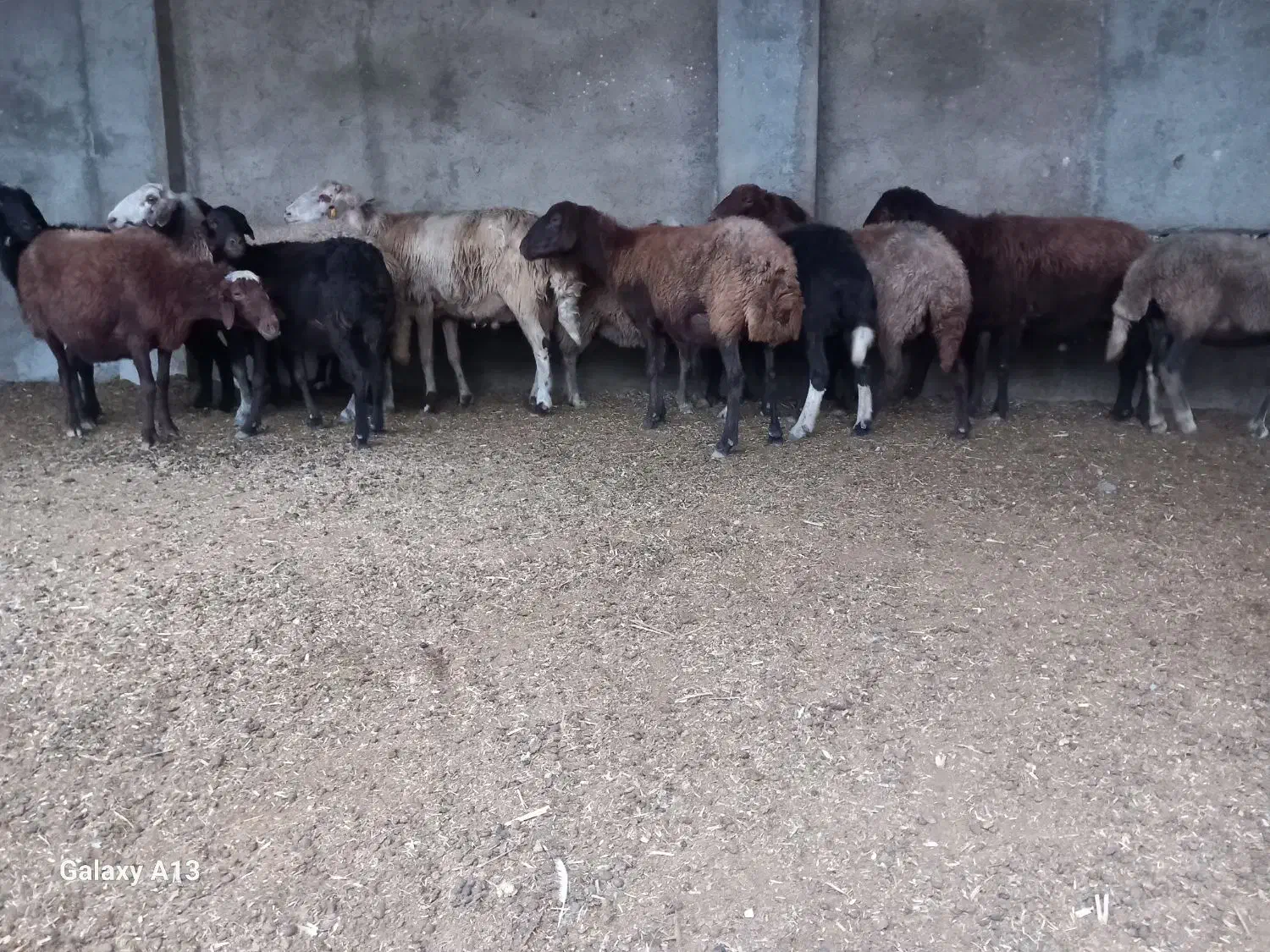 ۱۴عدد گوسفند دوعدد قوچ جوان یکی بره دار|حیوانات مزرعه|سیجوال, |دیوار