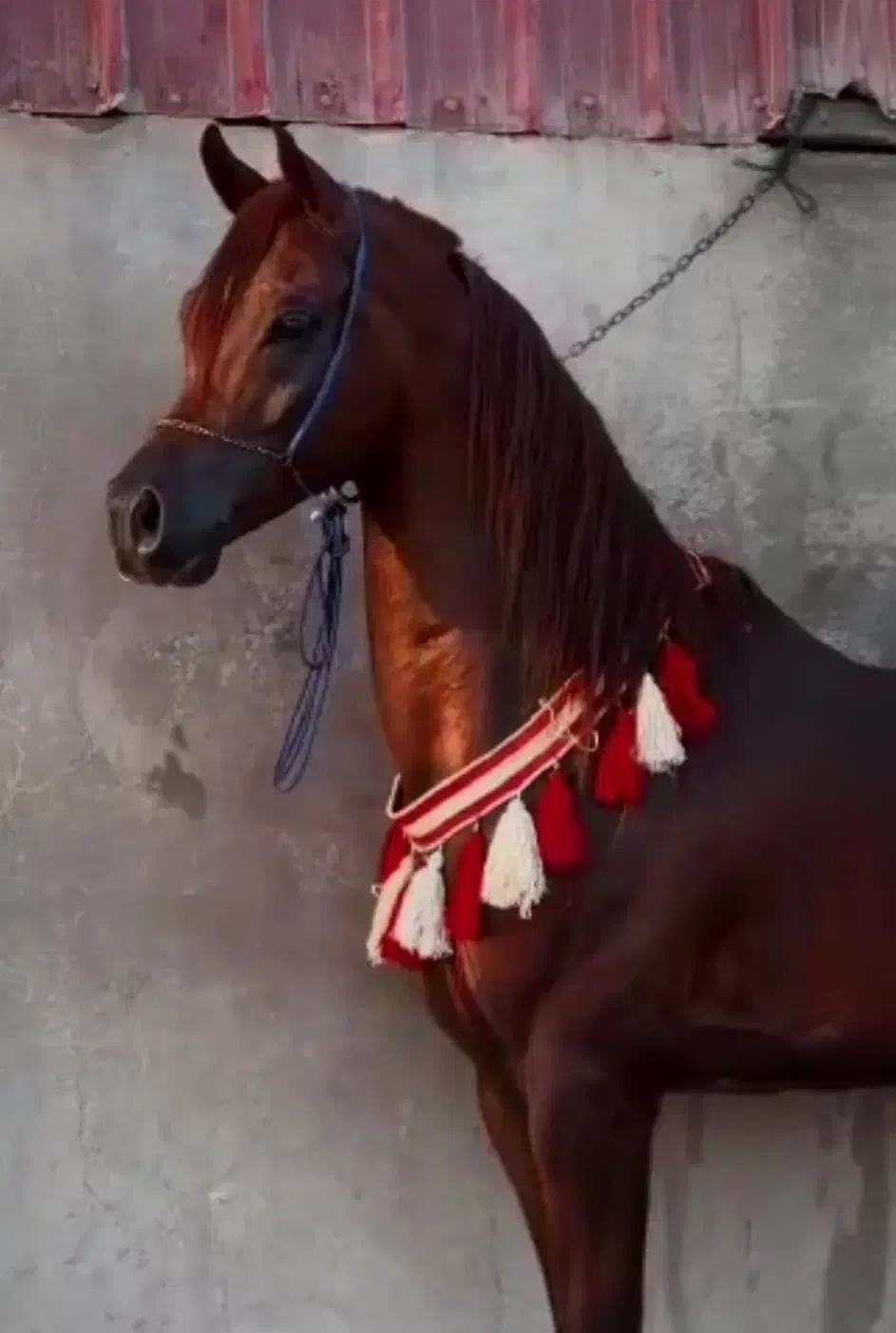 اسب عرب|اسب و تجهیزات اسب‌سواری|تهران, بلوار کشاورز|دیوار