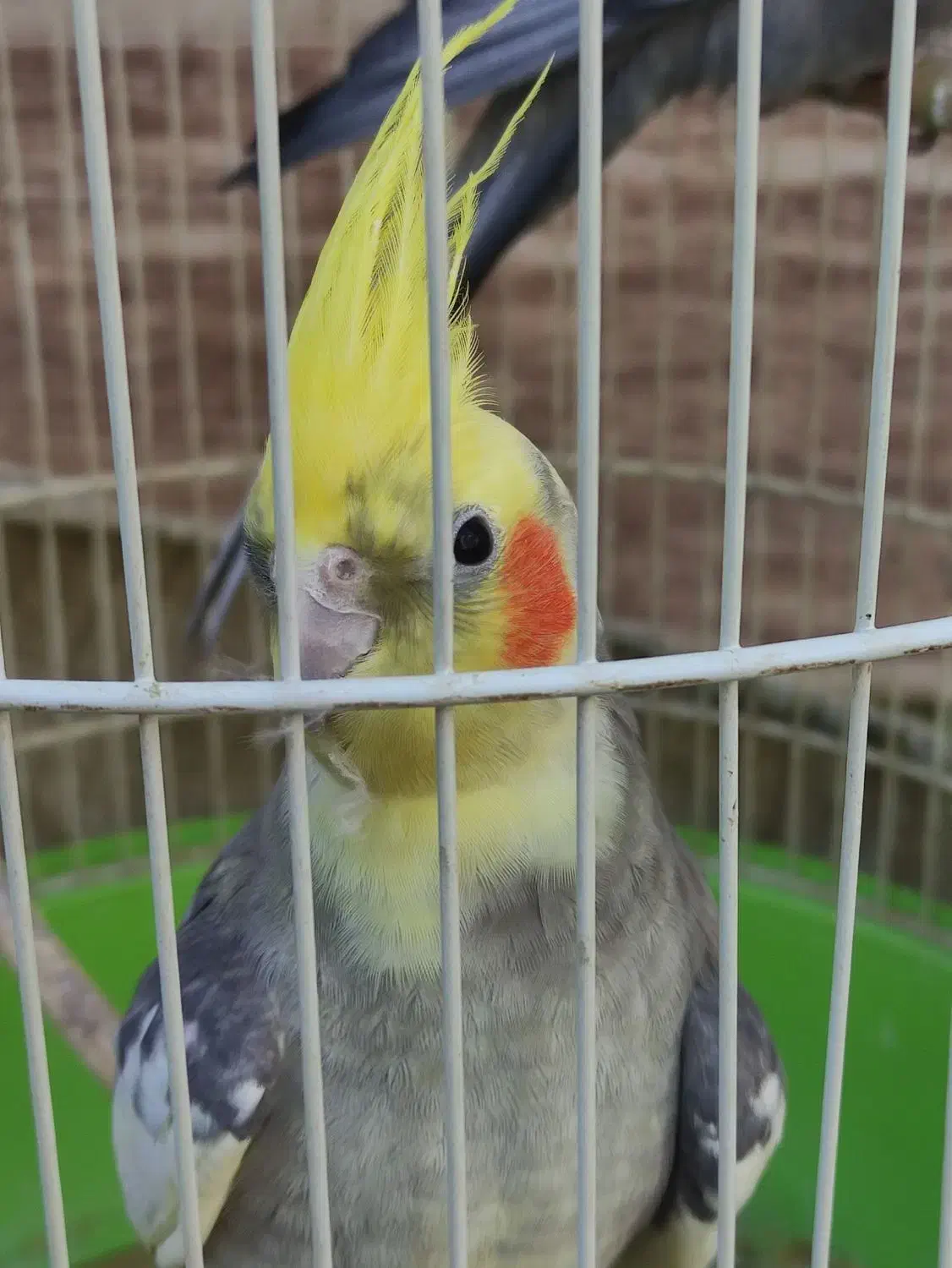 یک جفت عروس هلندی|پرنده|رشت, گلسار|دیوار