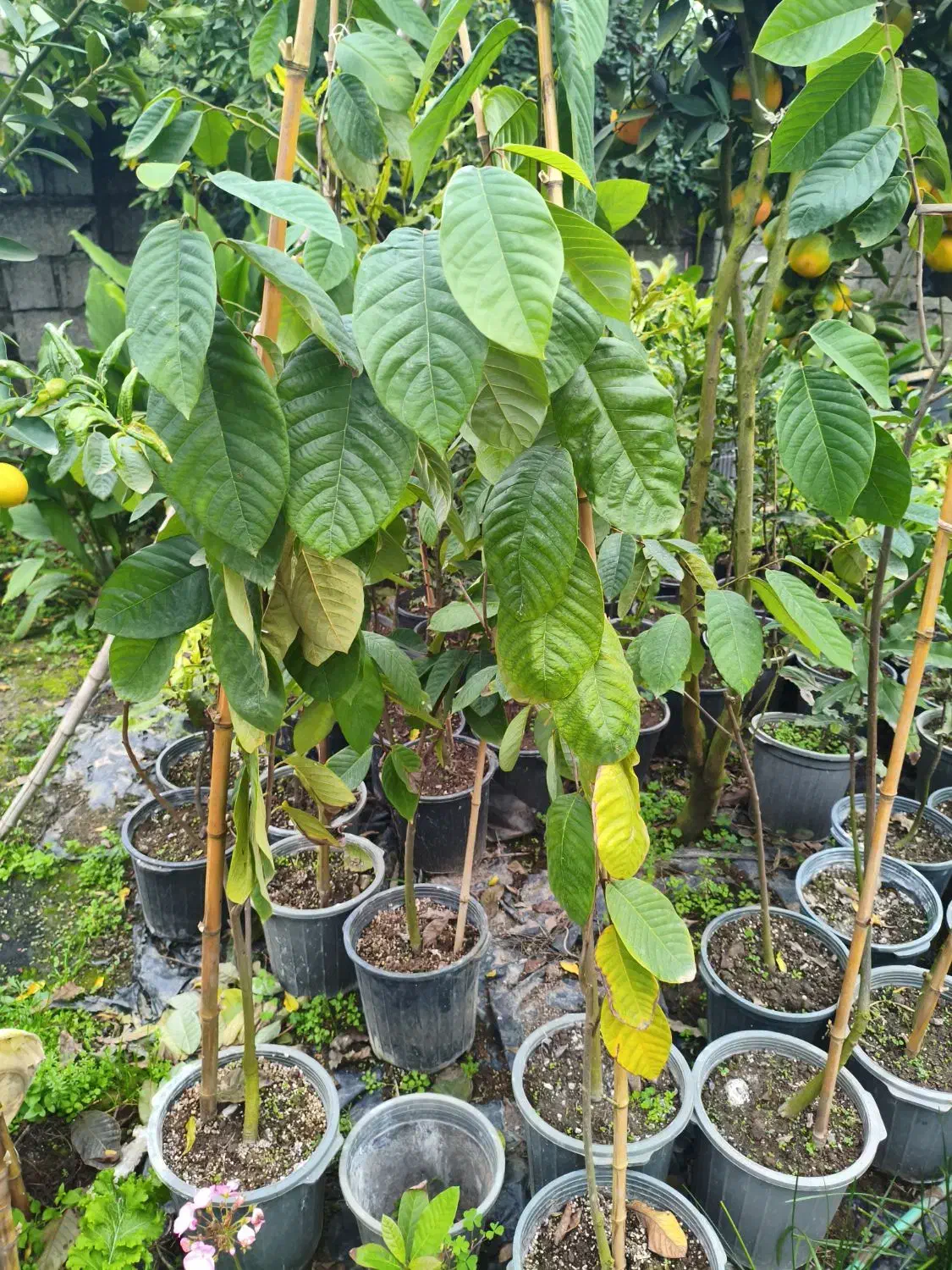 نهال چری مویا|خدمات باغبانی و درختکاری|لاهیجان, آهندان|دیوار