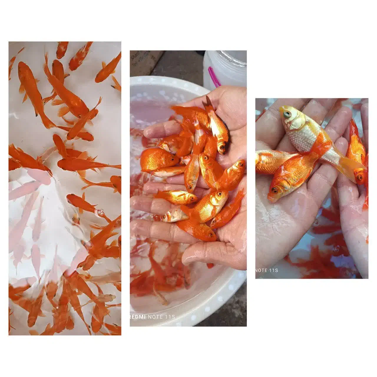 ماهی قرمز|ماهی|شاهرود, |دیوار