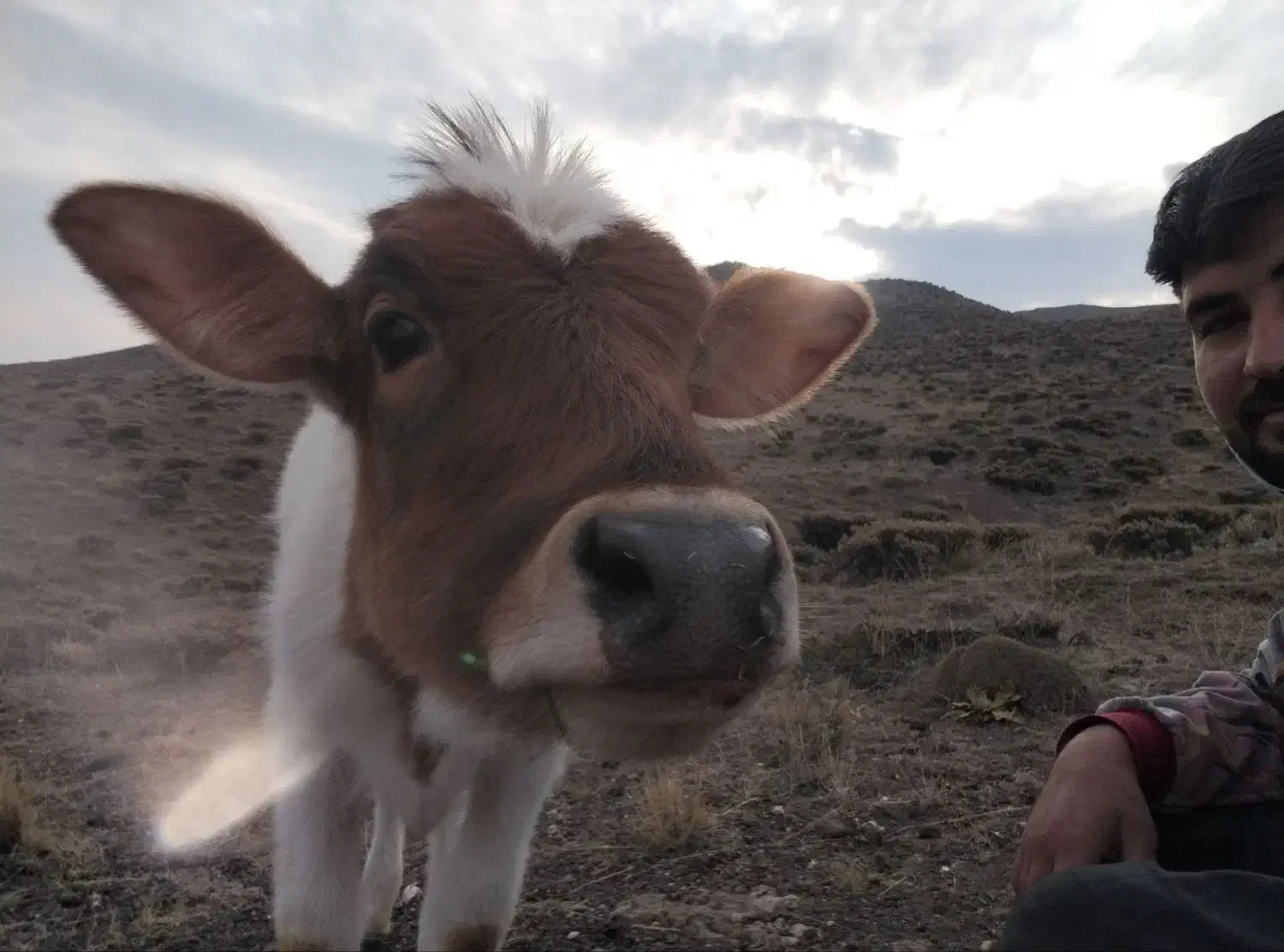 گوساله|حیوانات مزرعه|ارشق, |دیوار