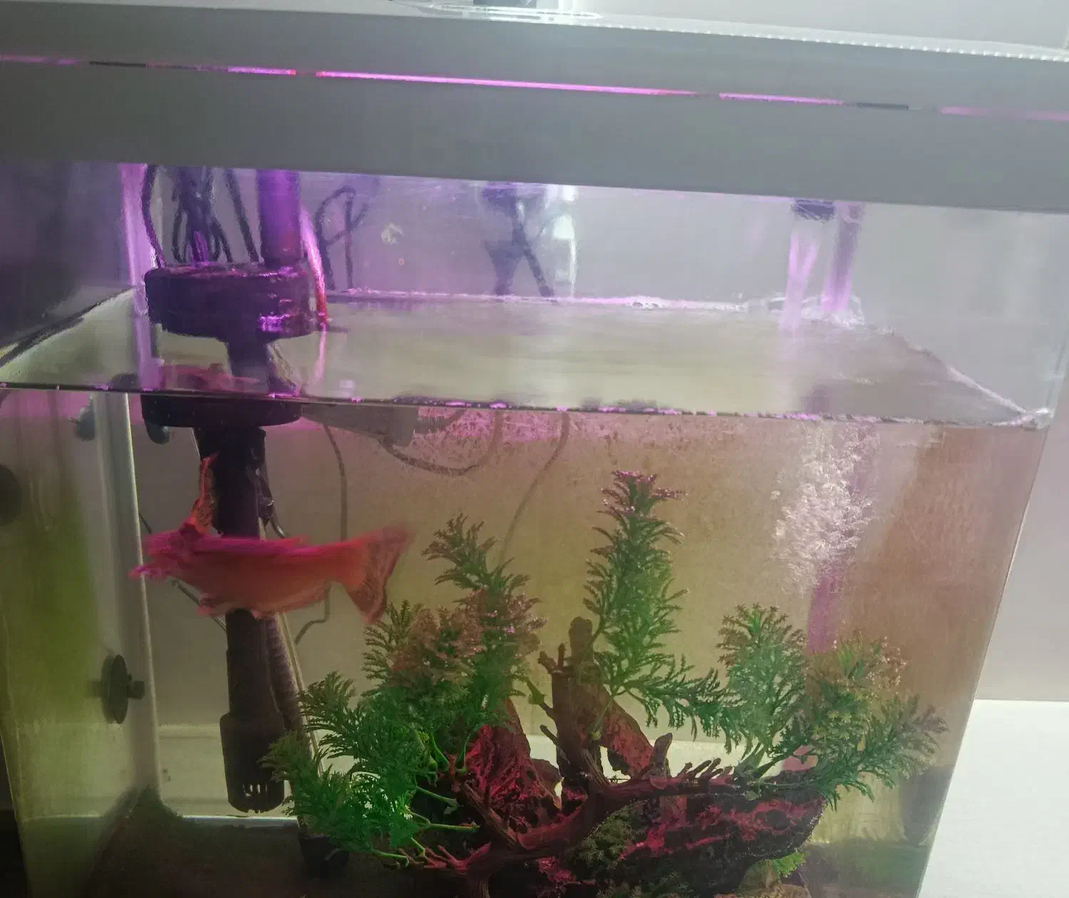 اکواریوم|ماهی|محمدشهر, محمدشهر|دیوار