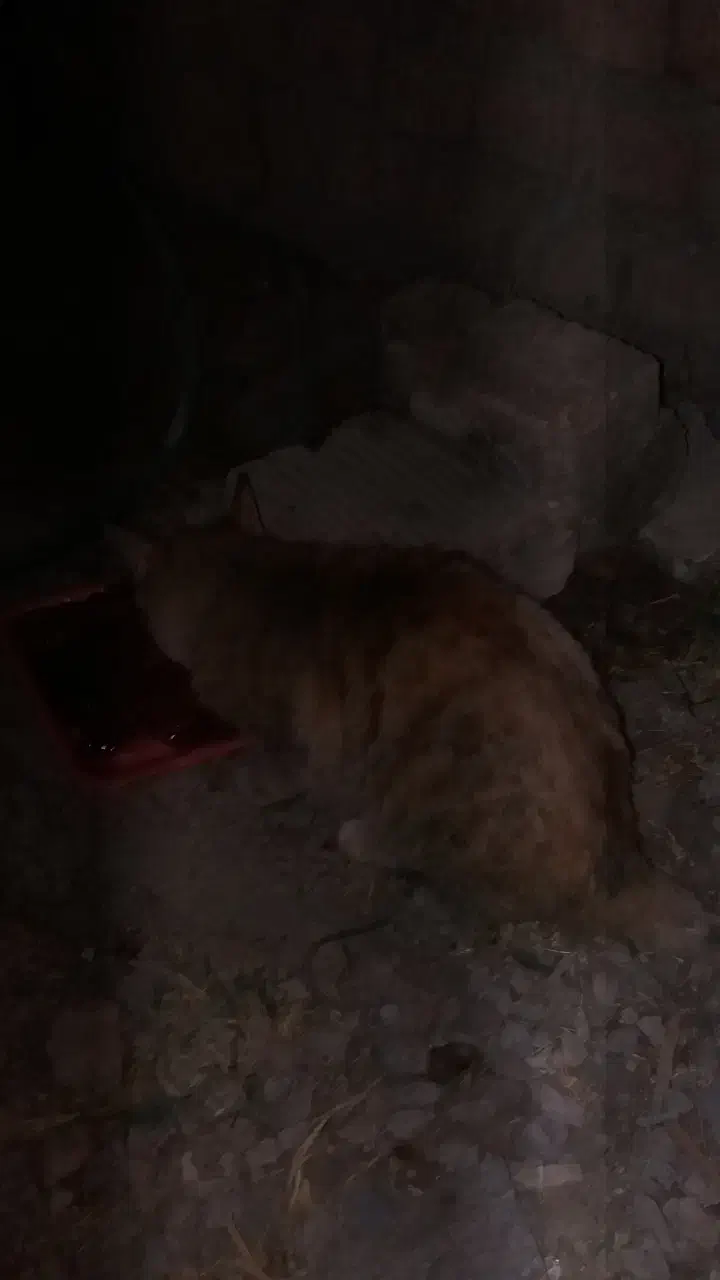 بچه گربه آسیب دیده|گربه|خرمآباد, |دیوار