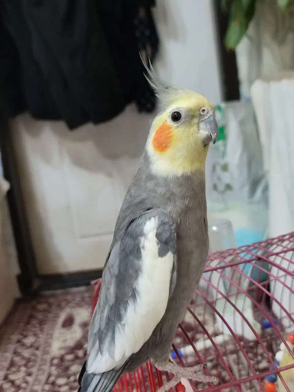 عروس هلندی|پرنده|باسمنج, |دیوار