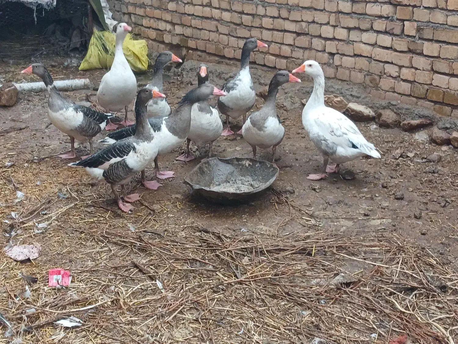 غاز فرشی|حیوانات مزرعه|خرمآباد, |دیوار