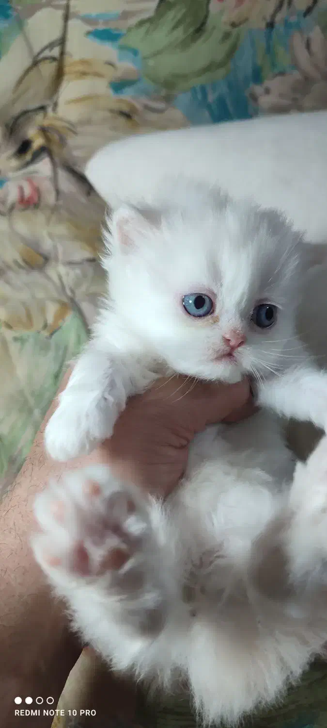 گربه اسکاتیش و پرشین|گربه|گنبد کاووس, |دیوار