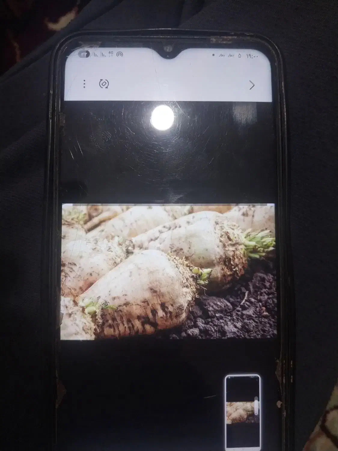 چغندر قند|لوازم جانبی حیوانات|فامنین, |دیوار