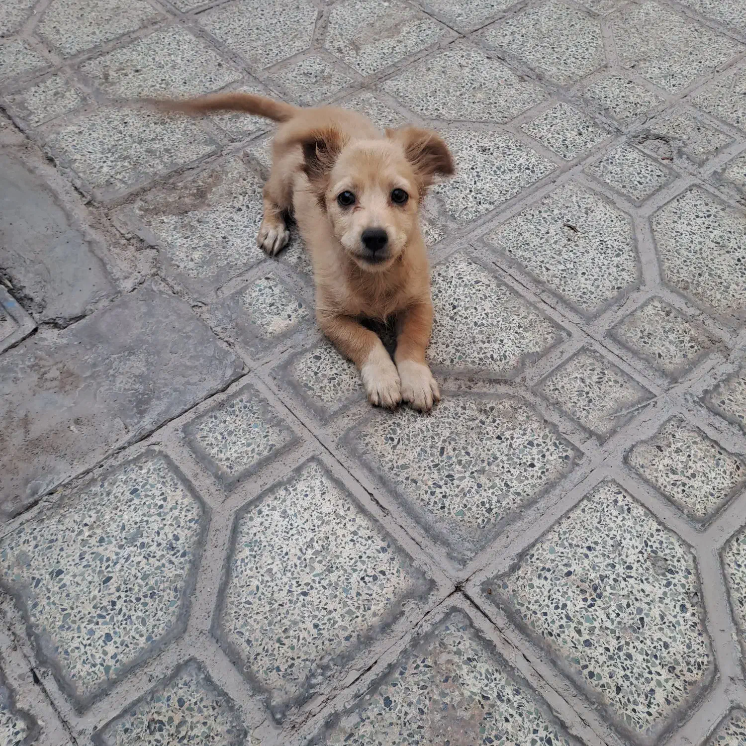 فروشی|سگ|بم, |دیوار