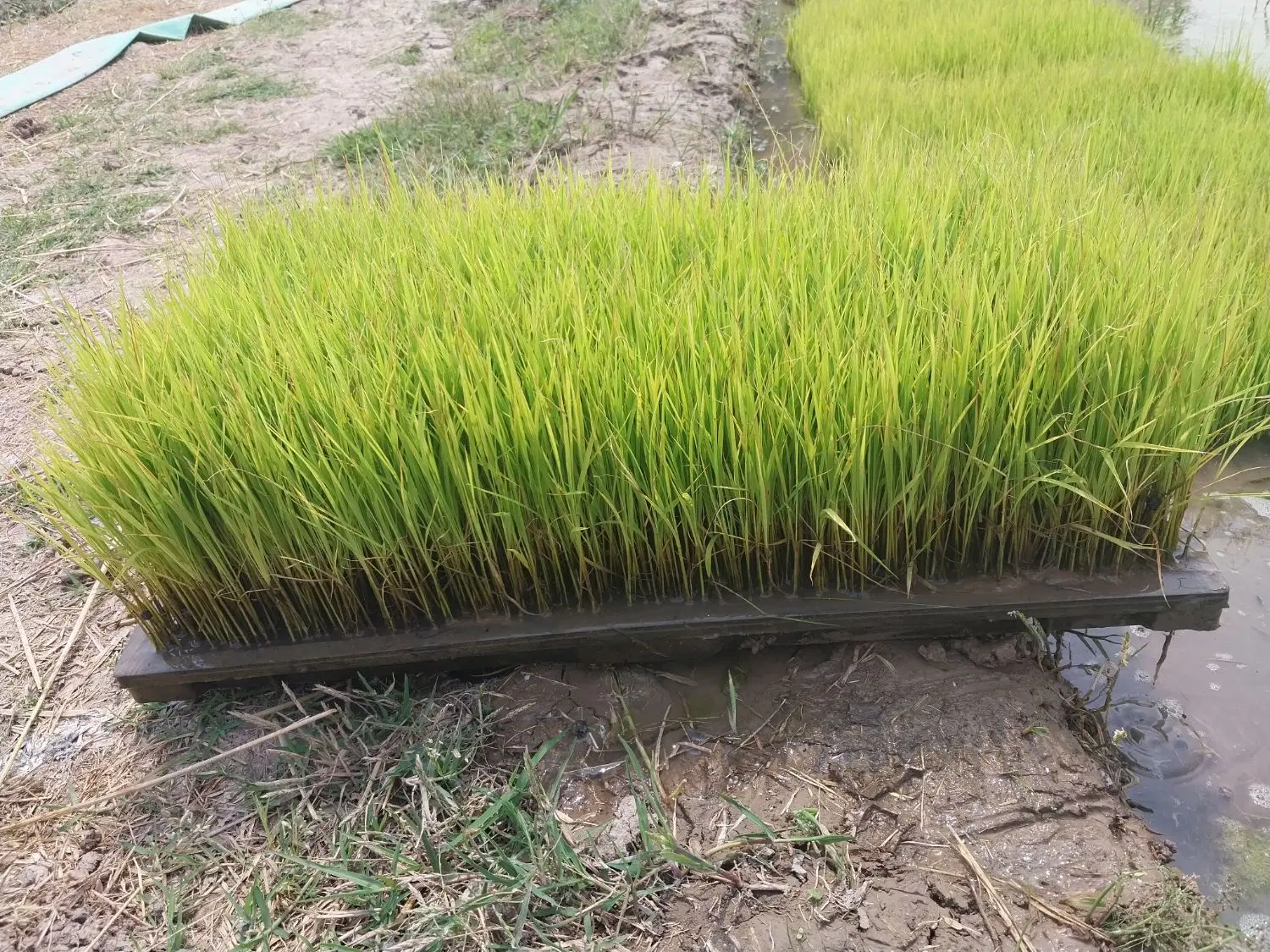 نشا|گل و گیاه طبیعی|کوچصفهان, |دیوار