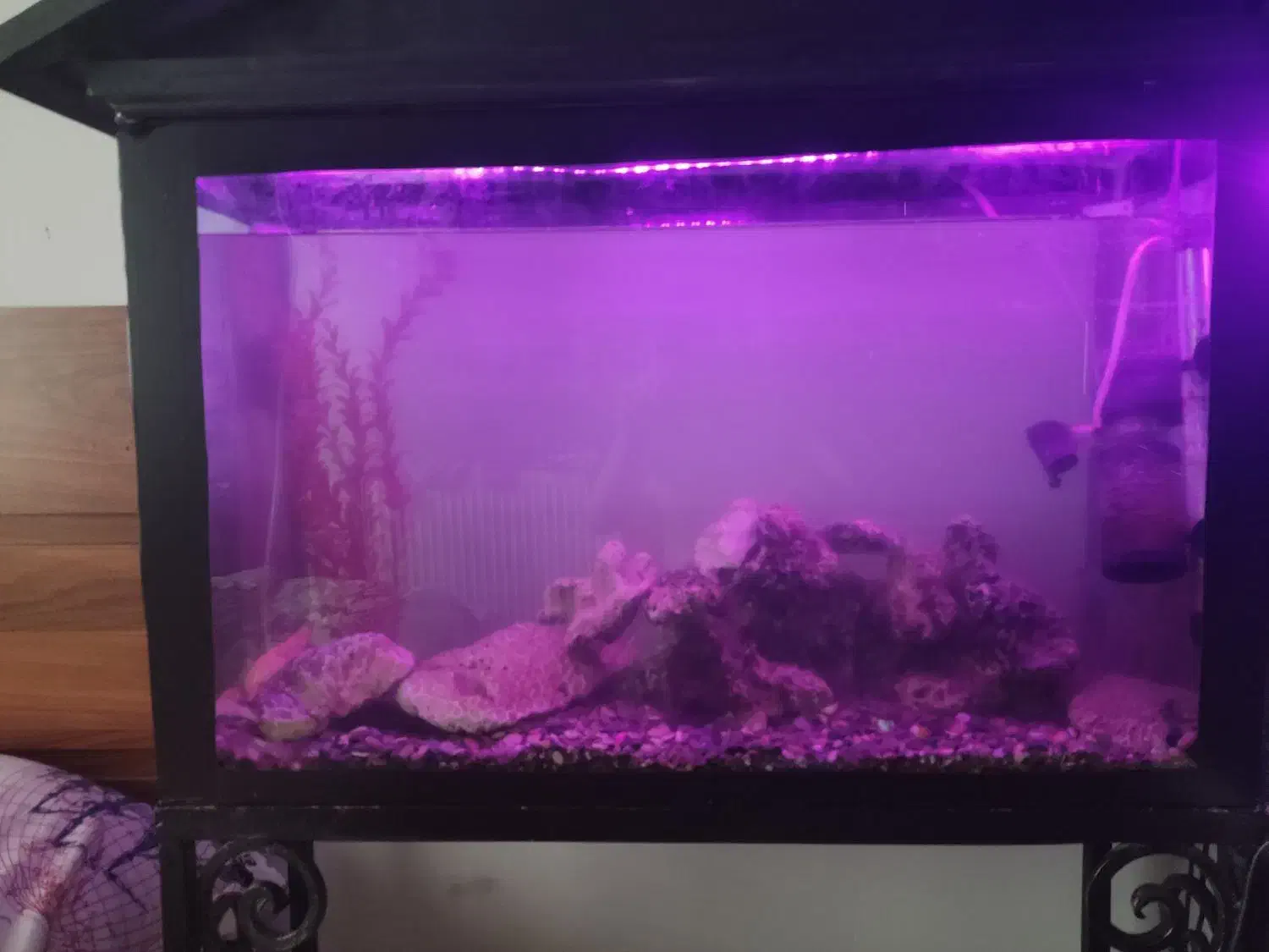 اکواریوم بزرگ با تمام لوازم مرجان های خواص|ماهی|قائم‌شهر, |دیوار