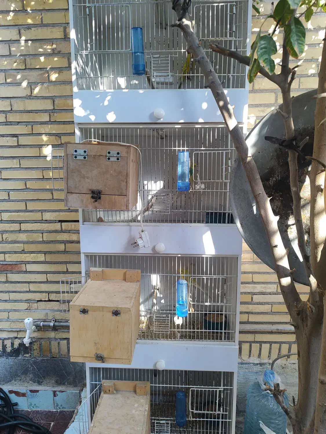 قفس مرغ عشق|لوازم جانبی حیوانات|بندرعباس, |دیوار