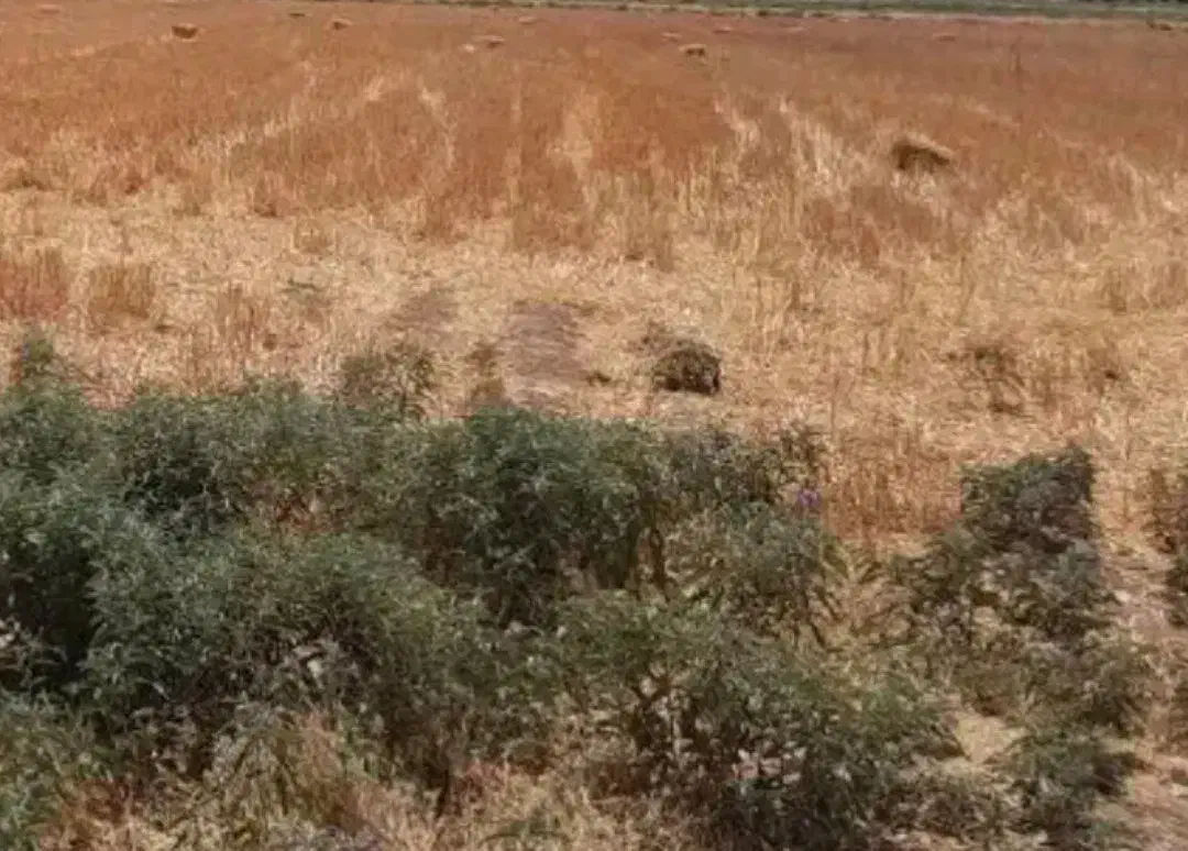 زمین کشاورزی قرچک ورامین چسبیده به شهرک صنعتی قرچک|فروش زمین و ملک کلنگی|قرچک, ولی آباد|دیوار