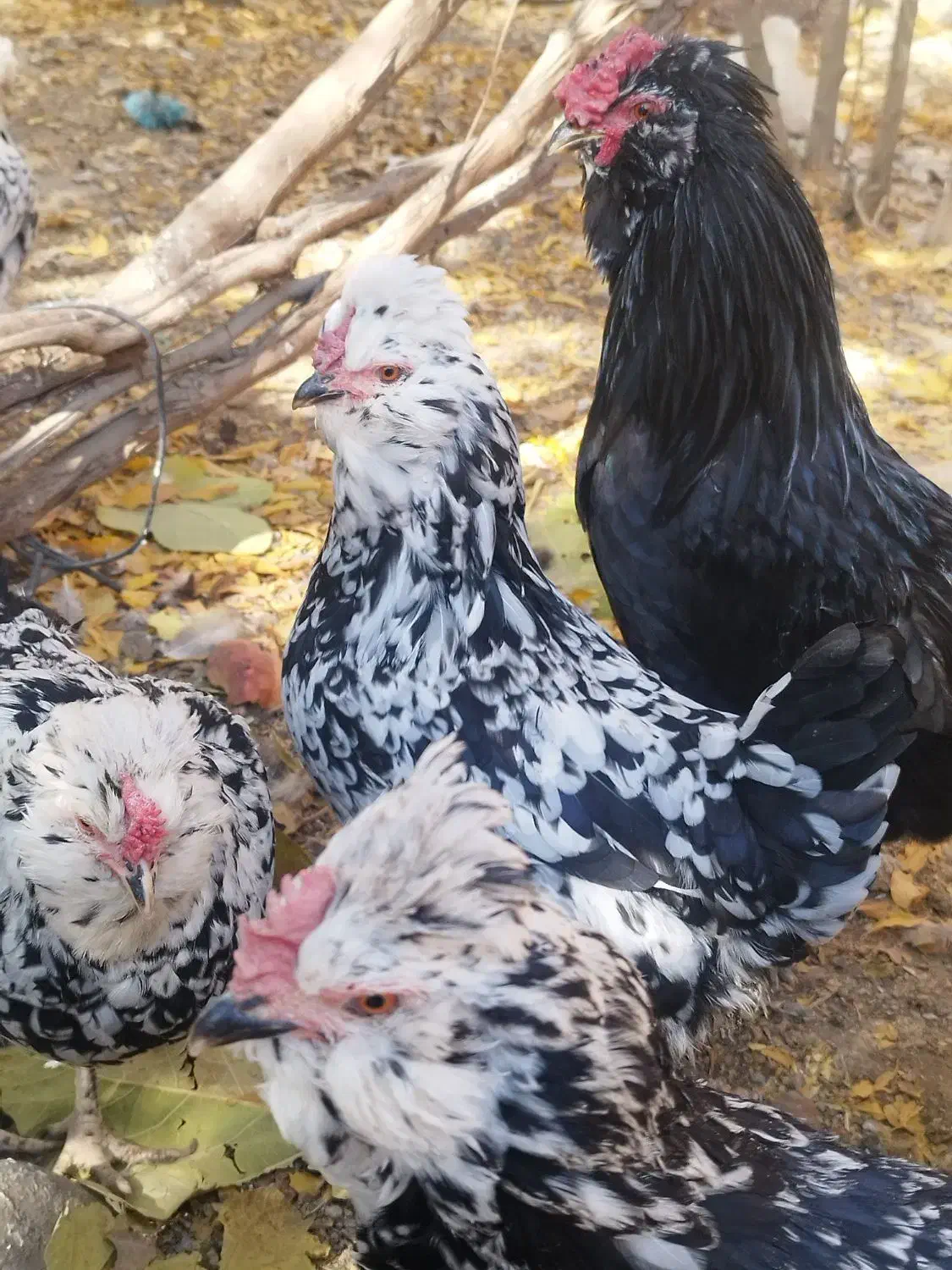 جوجه گلین|حیوانات مزرعه|مرودشت, رامجرد یک|دیوار