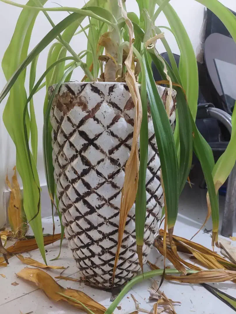 گلدان گل|گل و گیاه طبیعی|شاهینشهر, سعدی جنوبی|دیوار