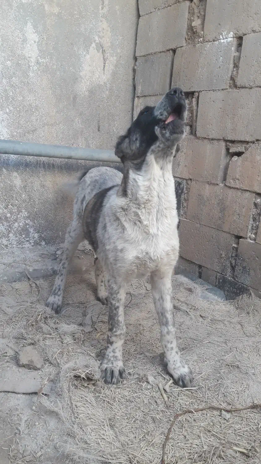 توله سگ قدرجونی چهار ماه|سگ|سردرود, |دیوار