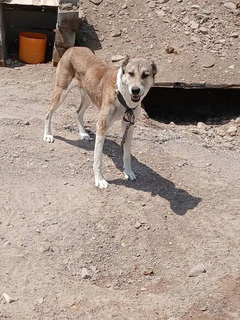 سگ نگهبان|سگ|قزوین, |دیوار