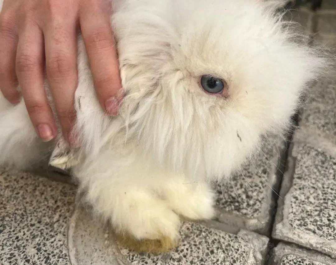 دو عدد خرگوش|موش و خرگوش|تهران, اسفندیاری|دیوار