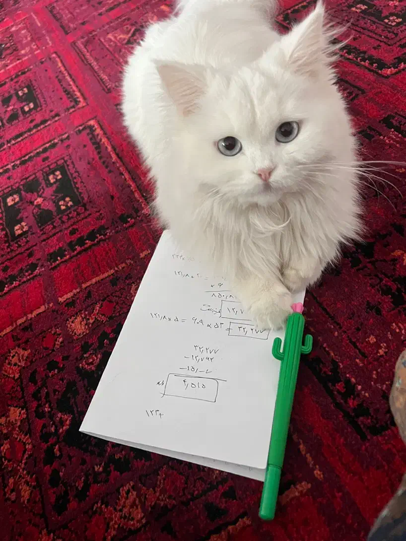 واگذاری گربه پرشین عقیم شده|گربه|اراک, |دیوار