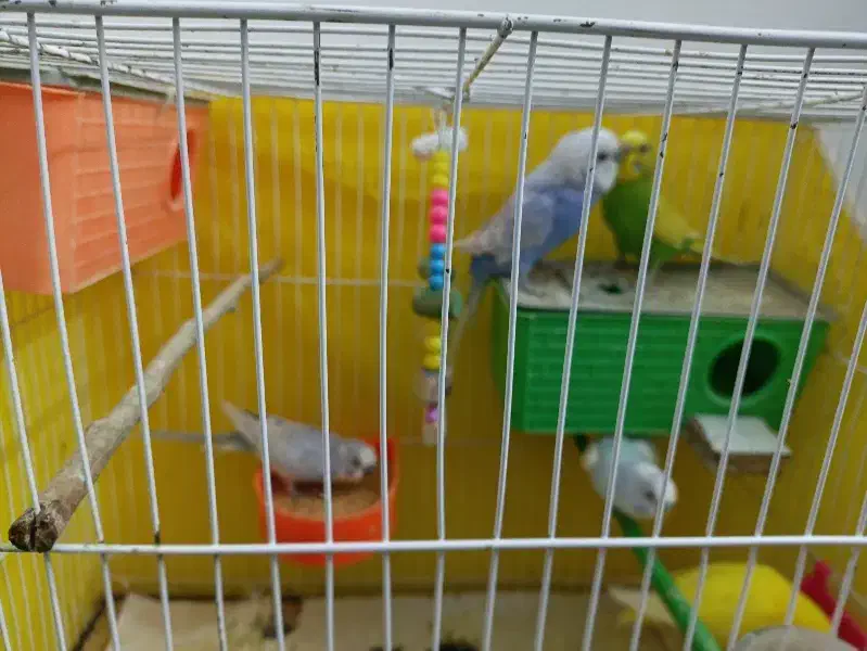 فروشی|پرنده|مشهد, حسین‌آباد|دیوار